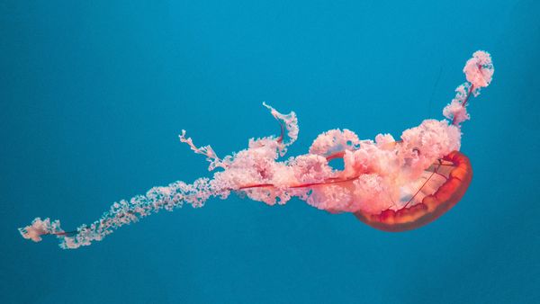 pink jellyfish swimming horizontally on blue background