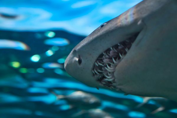 bottom view head of shark in the blue water showing teeth.,nose,pores,eye 